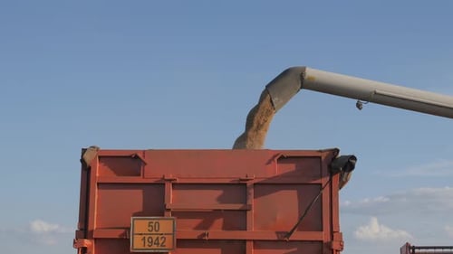 Seasonal Harvesting of Grain Crops. Filling Grain in the Truck Trailer After Harvesting in the Field