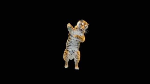 70 Tiger: Tanzen HD