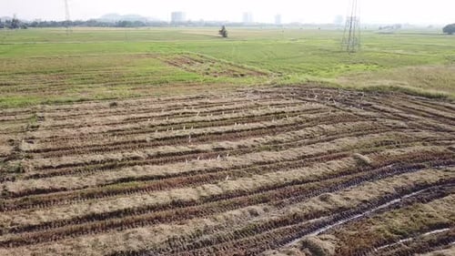 Egrets fly at the rice paddy field