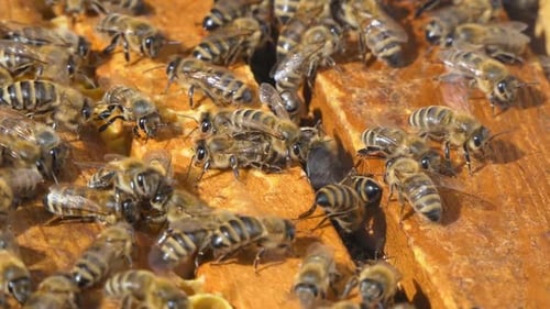 Les abeilles marchent entre des cadres en bois dans une ruche