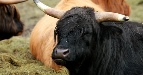 Black Highland Cow Grazing in a Field