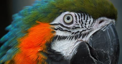 Wunderschöner Ara, Papagei, Vogelauge, Nahaufnahme, Tropische Natur, Farbe