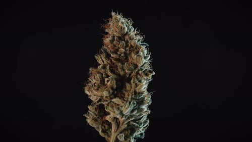 Weed Nug Spinning On Macro Studio Display Loop