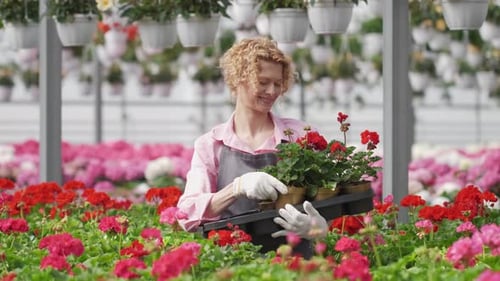 Woman Gardener Inspecting Flowerpots in Sunny Greenhouse