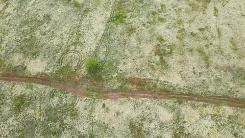 Drone aerial view white flower blooming meadow, in countryside