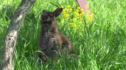 Känguru im Gras