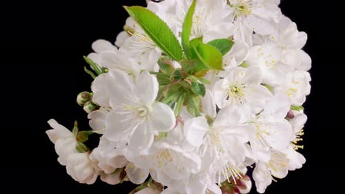 Cherry Blossom. White Flowers Blossoms on the Branches Cherry Tree.
