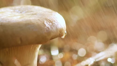 Mushroom Boletus In a Sunny Forest in the Rain