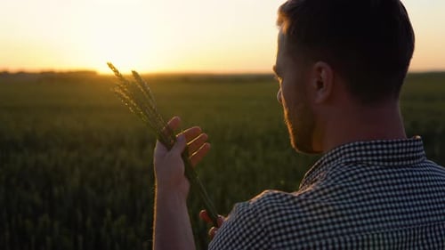 Farmer Hold Ears of Wheat Study the Grain on the Field