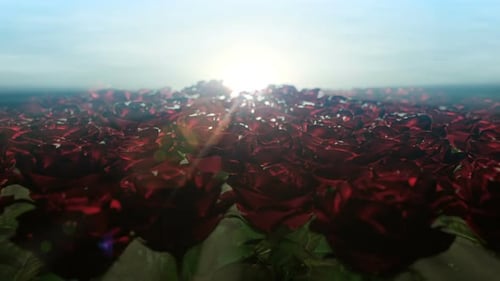 Schöner Morgen und Bewegung entlang des Rosenfeldes