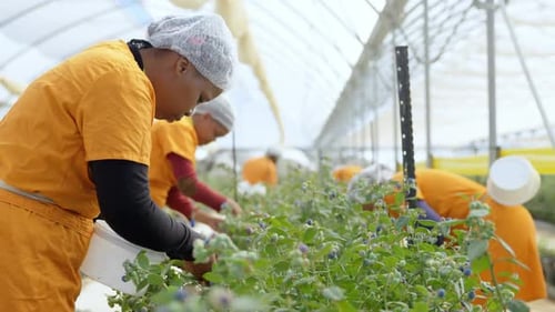 Travailleurs cueillant des bleuets dans une ferme de bleuets 4k