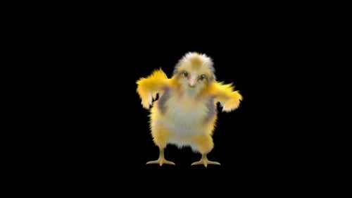 Animated Fluffy Yellow Chick Dance Loop