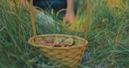 Closeup Basket with Mushrooms Stands in the Grass in the Forest