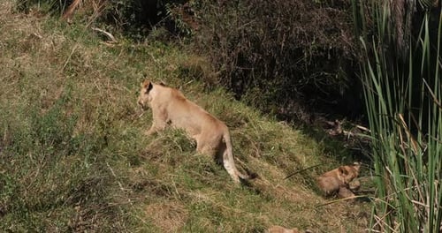 Afrikanischer Löwe, Panthera Leo, Gruppe in Savannah, Nairobi Park in Kenia, Echtzeit 4K