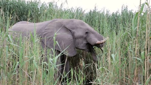 Elephant Grazing Among Reeds in Tropical Nature