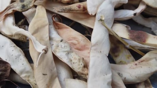 Ernte gesunder Bohnen. Nahaufnahme isolierter Schuss mit Bohnen