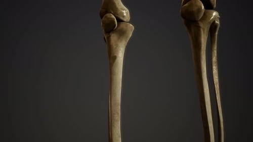 Realistic Human Skeleton Leg and Pelvic Bones 3D Animation