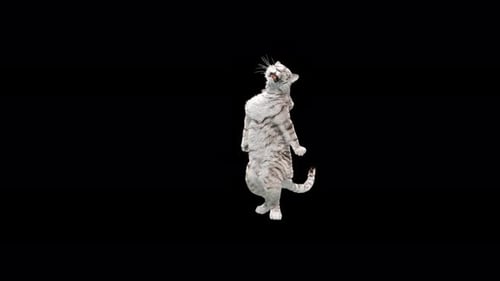 White Tiger Dancing 4K