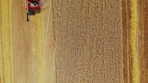 Combine harvesting wheat field. Aerial view on the combine working on the large wheat field