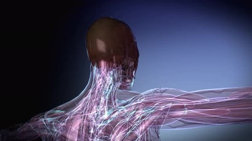Detailed 3D Animation of Human Head and Neck Nervous System