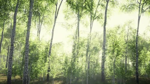Panorama of Birch Forest with Sunlight