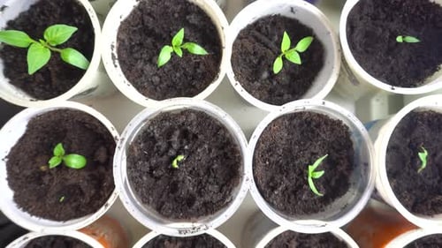 Pan Across Rows of Young Plants in Nursery Young Green Plant Seedlings Ready for Planting in Garden