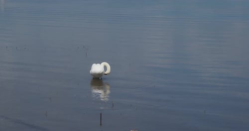 Cygnes sauvages nagent dans le lac