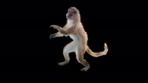 Realistic 3D Animated Monkey Character Motion