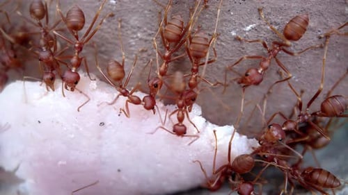 Ameisenkolonie bringt Nahrung zum Ameisenhaufen Fieberhafte Bewegung tierischer Insekten läuft schnell