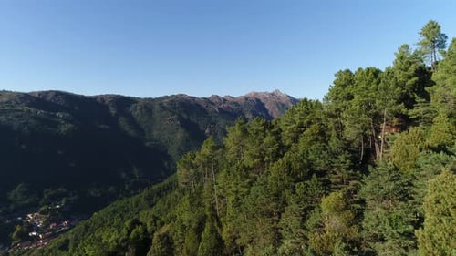 Aerial Mountain Trees