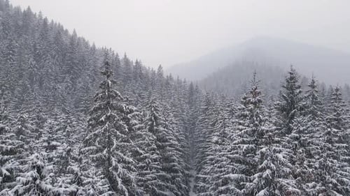 Winter Forest Snow Carpathian Pine Trees Landscape Aerial Drone Video