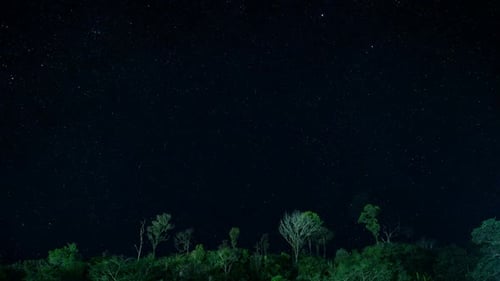Twinkling Stars over Trees at Night Time-Lapse