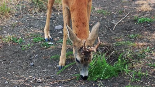 Cute Young Deer Eating Grass at the Farm