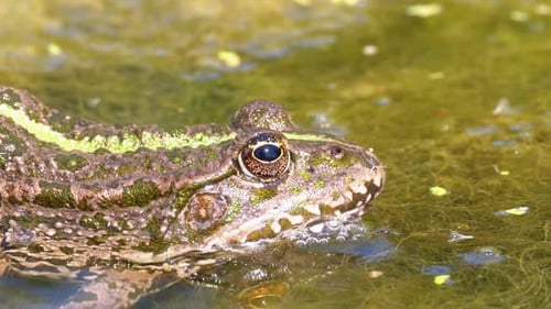 Green Frog in the River. Close-Up. Portrait Face of Toad in Water with Water Plants