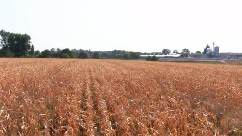 Field landscapes. fields of corn. aerial. golden corn.