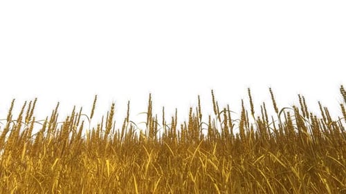 Golden Wheat Field Swaying Gently on White Background