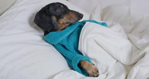 Adorable Dachshund Relaxing in Bed with Blanket