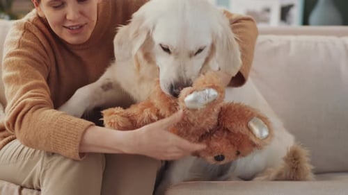 Woman and Dog Playing With Teddy Bear on Couch