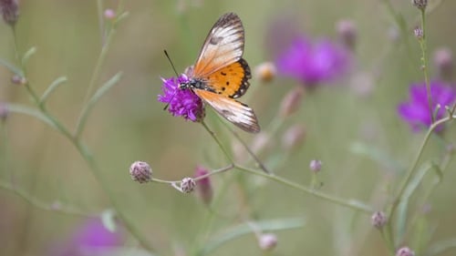 Schmetterling auf einem lila Klee