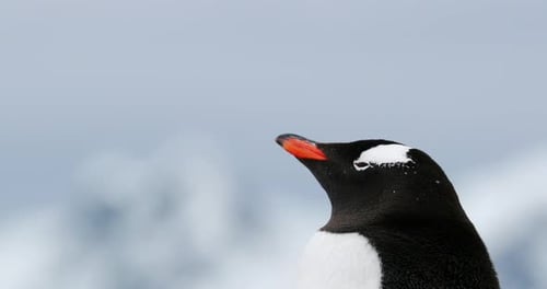 Penguin Close Up on a Cold Day