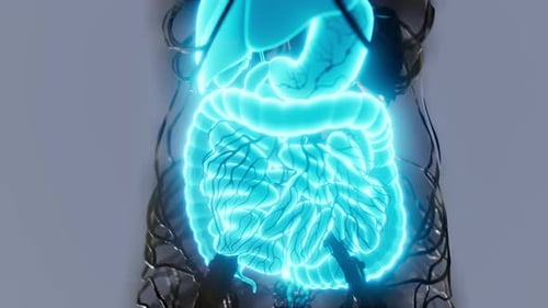 3D Human Digestive System Anatomy with Glowing Futuristic Effect