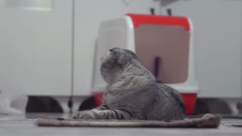 Fluffy Gray Cat Resting in Home Interior