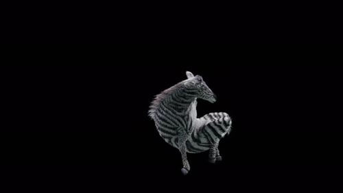 47 Zebra-Tanzen 4K