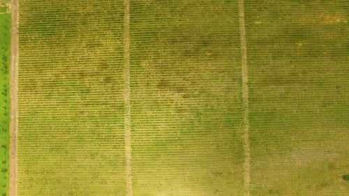 Aerial flight over garden and vineyard, view of grape plantation, farming