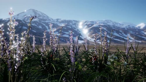 Lavender Field with Blue Sky and Mountain Cover with Snow