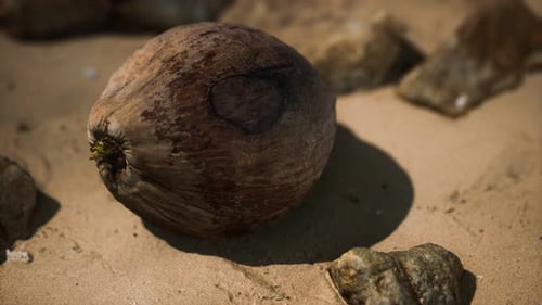 Brown Coconut on the Beach Sand