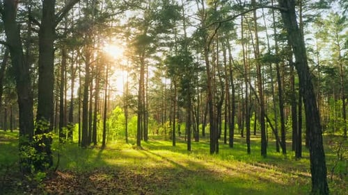 Forest Morning Sun Rays Light Jungle Green Grass Nature Wood Outdoor