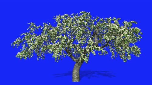 Kirschblüte