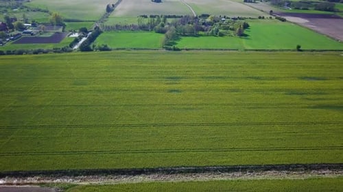 Aerial flyover blooming rapeseed (Brassica Napus) field, flying over yellow canola flowers, idyllic