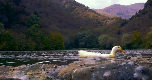 Duck